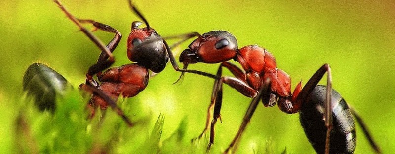Все о муравьях в Воронеже | ЗооТом портал о животных