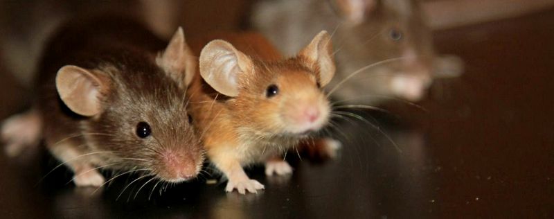 Все о мышах в Воронеже | ЗооТом - продажа, вязка и услуги для животных в Воронеже