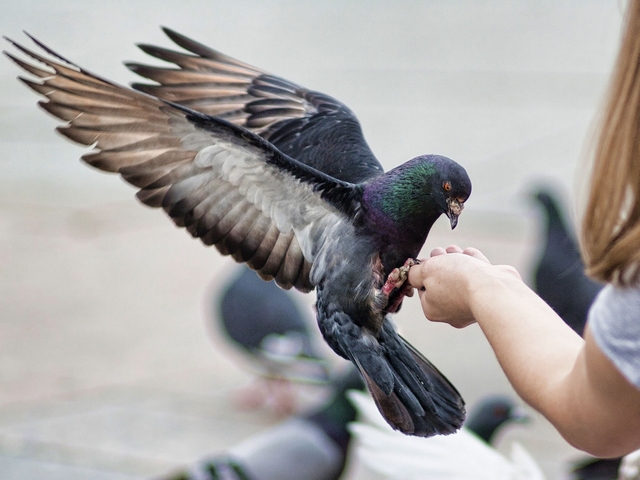 Все о голубях | ЗооТом - продажа, вязка и услуги для животных в Воронеже