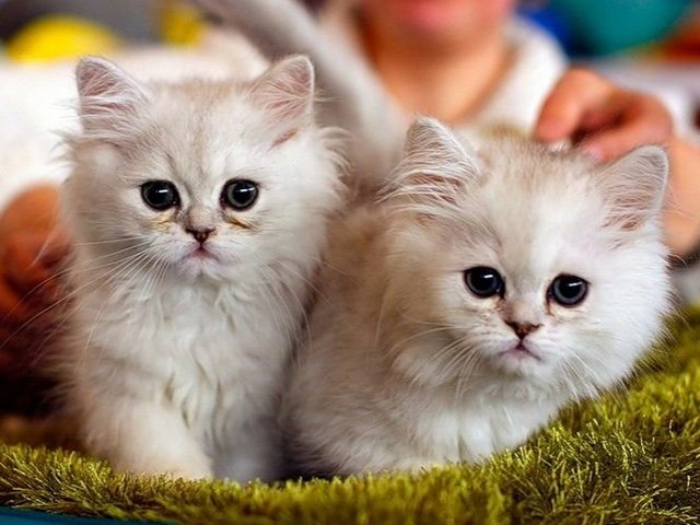 Породы кошек в Воронеже | ЗооТом портал о животных
