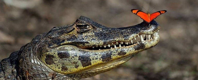 Все о крокодилах в Воронеже | ЗооТом портал о животных