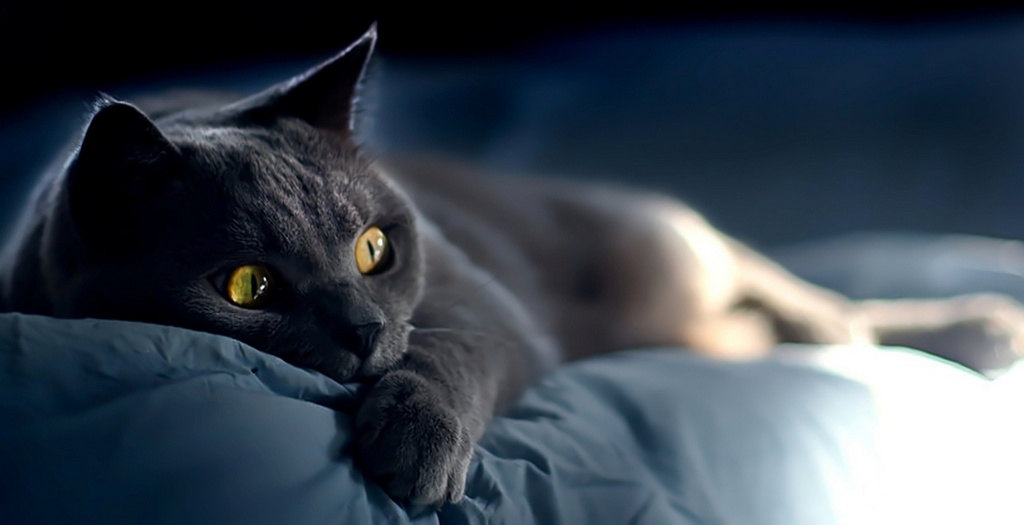 Объявления о кошках | ЗооТом - продажа, вязка и услуги для животных в Воронеже